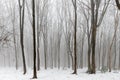 Forest covered in snow and fog during winter time in the south of the Netherlands. The snow sticks against the tree trunks which p Royalty Free Stock Photo