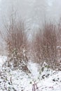 Forest covered in snow and fog during winter time in the south of the Netherlands. The snow sticks against the tree trunks which p Royalty Free Stock Photo