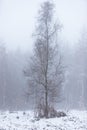 Forest covered in snow and fog during winter time in the south of the Netherlands. The snow sticks against the tree trunks which p Royalty Free Stock Photo