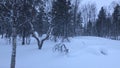 The forest covered with snow, Kakslauttanen, Finland Royalty Free Stock Photo