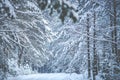 forest is covered with snow Royalty Free Stock Photo