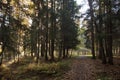 A forest covered with sunbeams in the autumn morning, a walking path passes between tall trees Royalty Free Stock Photo