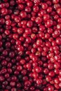 Forest cowberries (foxberries)...