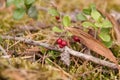 Forest cranberries on a branch Royalty Free Stock Photo