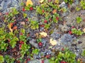 Forest cranberries Royalty Free Stock Photo