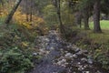 Forest Creek in Autumn