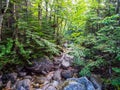 Forest Creek Flowing Through Dense Woods