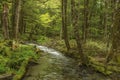 Forest creek, lush green woodland in Kamikochi, Nagano, Japan