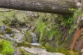 Forest and creek with silk effect. Jarama river in Madrid Royalty Free Stock Photo