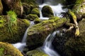 Forest creek streaming between moss Royalty Free Stock Photo