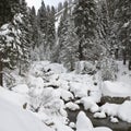 Forest Creek in Winter at Sequoia National Park Royalty Free Stock Photo