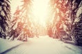 Forest with cross country skiing tracks at sunset. Royalty Free Stock Photo