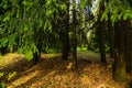 Forest and Crosses at Mass Grave in Kurapaty, near Minsk, Belarus.