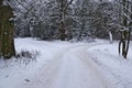 Forest crossroads winter.