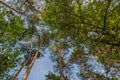 Forest, the crown of tree, trunks of trees heavenward into the s Royalty Free Stock Photo