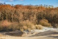 Forest on the Curonian Spit in winter, Russia Royalty Free Stock Photo