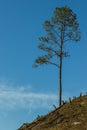 Forest cut and burned to plant crops. Royalty Free Stock Photo