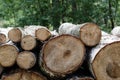 Forest cut, cut pine, birch tree logs arranged in order in cubic Royalty Free Stock Photo