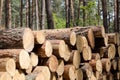 Forest cut, cut pine, birch tree logs arranged in order in cubic Royalty Free Stock Photo