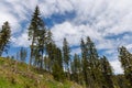Forest with cut trees and broken branches and mountain vegetation against cloudy sky Royalty Free Stock Photo