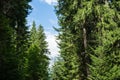 Forest in dailight with beautiful sky Royalty Free Stock Photo