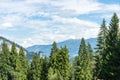 Forest in dailight with beautiful sky