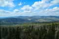 The forest damaged by the hurricane