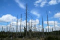 The forest damaged by the hurricane