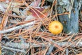 Forest dangerous inedible macro mushrooms