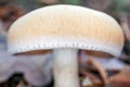 Forest dangerous inedible macro mushrooms