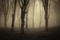 Forest with dark fog Royalty Free Stock Photo