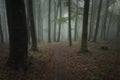Forest with dark green fog Royalty Free Stock Photo