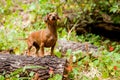 Forest daschund Royalty Free Stock Photo