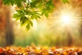 Bright sun light rays shining thought branches with leaves in the autumn forest at sunset or sunrise. Royalty Free Stock Photo