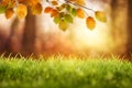 Bright sun light rays shining thought branches with leaves and grass in the autumn forest at sunset or sunrise. Royalty Free Stock Photo