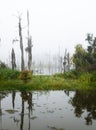 A forest of dead and dying cypress trees, Guste Island Royalty Free Stock Photo