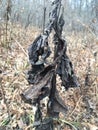 Forest, dead pale leaves. Autumn season.