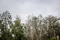 Forest of a dead pine trees Royalty Free Stock Photo