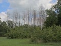 Forest with dead pine trees in the flemish countryside Royalty Free Stock Photo