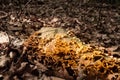 In forest on a dead tree trunk a yellow sulfur-porous tree fungus grows and around it lies much brown foliage