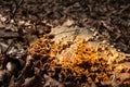 In forest on a dead tree trunk a yellow sulfur-porous tree fungus grows and around it lies much brown foliage