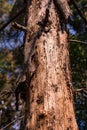 Forest dieback due to drought using the example of a German pine tree Royalty Free Stock Photo