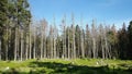 Forest death in the Harz