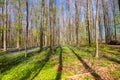 Forest with deciduous trees and bluebells on a beautiful sunny spring day in Belgium. Royalty Free Stock Photo