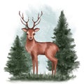 Forest deer. Beautiful iIlustration with fir trees.