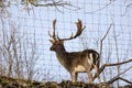 Forest deer behind the net. Royalty Free Stock Photo