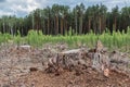 Deforestation. Freshly sawed tree in the forest