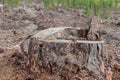 Freshly sawed tree in the forest. Deforestation close up