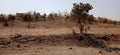 Forest Degradation and Landscape Turning into Desert