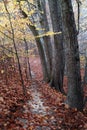 Forest with dense autumn trees